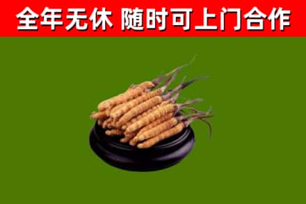 卢湾区烟酒回收冬虫夏草.jpg