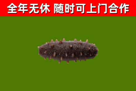 卢湾区烟酒回收干海参.jpg